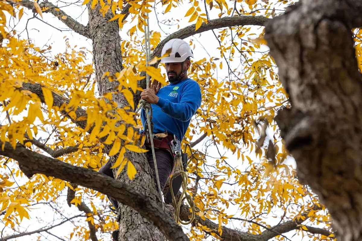Skilled Tree Pruning crew working in Lake Park